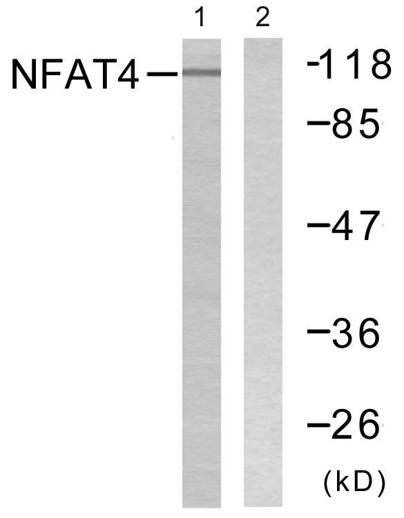 NFAT4 / NFATC3 Antibody - Western blot analysis of extracts from HeLa cells, treated with Ca+ (40nM, 30mins), using NFAT4 (Ab-165) antibody.