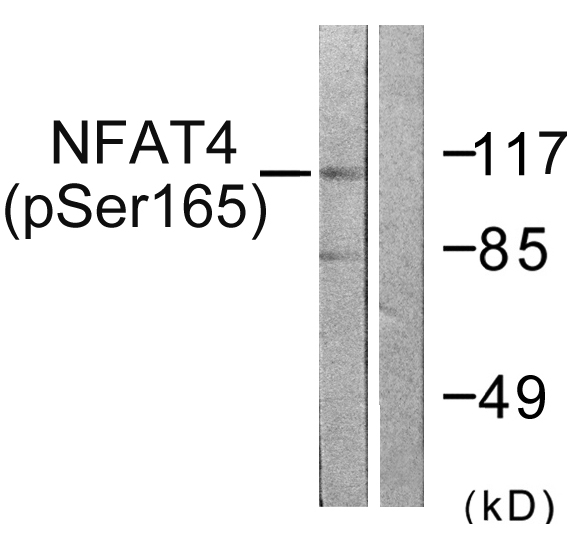 NFAT4 / NFATC3 Antibody - Western blot analysis of lysates from HeLa cells treated with Ca+ 40nM 30', using NFAT4 (Phospho-Ser165) Antibody. The lane on the right is blocked with the phospho peptide.