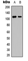 NFAT4 / NFATC3 Antibody - Western blot analysis of NFAT4 (pS165) expression in Ramos (A); HeLa (B) whole cell lysates.