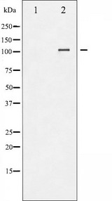 NFAT4 / NFATC3 Antibody - Western blot analysis of NFAT4 phosphorylation expression in HeLa whole cells lysates. The lane on the left is treated with the antigen-specific peptide.