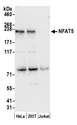 NFAT5 Antibody - Detection of human NFAT5 by western blot. Samples: Whole cell lysate (50 µg) from HeLa, HEK293T, and Jurkat cells prepared using NETN lysis buffer. Antibody: Affinity purified rabbit anti-NFAT5 antibody used for WB at 0.04 µg/ml. Detection: Chemiluminescence with an exposure time of 30 seconds.