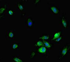 NFAT5 Antibody - Immunofluorescent analysis of Hela cells diluted at 1:100 and Alexa Fluor 488-congugated AffiniPure Goat Anti-Rabbit IgG(H+L)