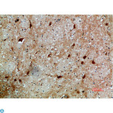 NFAT5 Antibody - Immunohistochemical analysis of paraffin-embedded human-brain, antibody was diluted at 1:200.