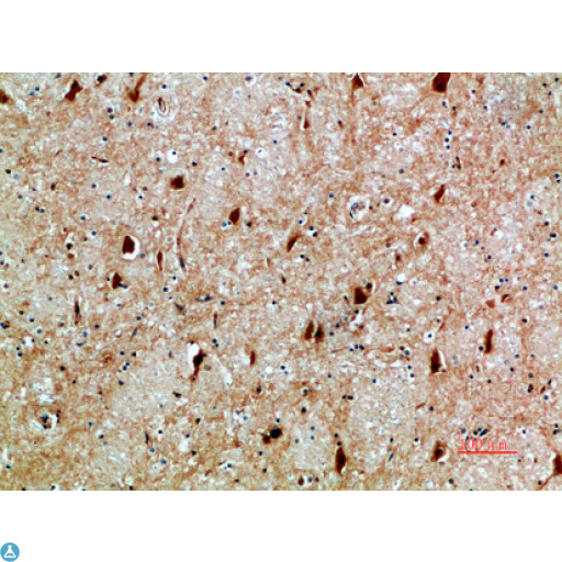 NFAT5 Antibody - Immunohistochemical analysis of paraffin-embedded human-brain, antibody was diluted at 1:200.