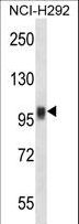 NFATC1 / NFAT2 Antibody - NFATC1 Antibody western blot of NCI-H292 cell line lysates (35 ug/lane). The NFATC1 antibody detected the NFATC1 protein (arrow).