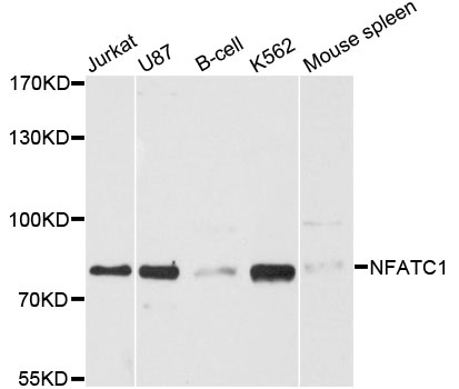 NFATC1 / NFAT2 Antibody - Western blot analysis of extracts of various cell lines, using NFATC1 antibody at 1:3000 dilution. The secondary antibody used was an HRP Goat Anti-Rabbit IgG (H+L) at 1:10000 dilution. Lysates were loaded 25ug per lane and 3% nonfat dry milk in TBST was used for blocking. An ECL Kit was used for detection and the exposure time was 90s.