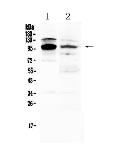 NFATC1 / NFAT2 Antibody - Western blot - Anti-NFAT2 Picoband Antibody