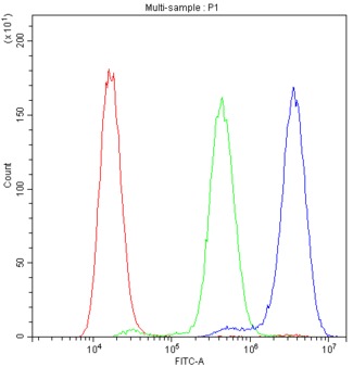 NFATC1 / NFAT2 Antibody - Flow Cytometry analysis of MCF-7 cells using anti-NFATC1 antibody. Overlay histogram showing MCF-7 cells stained with anti-NFATC1 antibody (Blue line). The cells were blocked with 10% normal goat serum. And then incubated with rabbit anti-NFATC1 Antibody (1µg/1x106 cells) for 30 min at 20°C. DyLight®488 conjugated goat anti-rabbit IgG (5-10µg/1x106 cells) was used as secondary antibody for 30 minutes at 20°C. Isotype control antibody (Green line) was rabbit IgG (1µg/1x106) used under the same conditions. Unlabelled sample (Red line) was also used as a control.