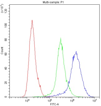 NFATC1 / NFAT2 Antibody - Flow Cytometry analysis of Jurkat cells using anti-NFATC1 antibody. Overlay histogram showing Jurkat cells stained with anti-NFATC1 antibody (Blue line). The cells were blocked with 10% normal goat serum. And then incubated with rabbit anti-NFATC1 Antibody (1µg/1x106 cells) for 30 min at 20°C. DyLight®488 conjugated goat anti-rabbit IgG (5-10µg/1x106 cells) was used as secondary antibody for 30 minutes at 20°C. Isotype control antibody (Green line) was rabbit IgG (1µg/1x106) used under the same conditions. Unlabelled sample (Red line) was also used as a control.
