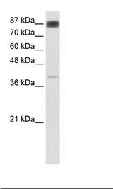 NFATC4 / NFAT3 Antibody - Transfected 293T Cell Lysate.  This image was taken for the unconjugated form of this product. Other forms have not been tested.