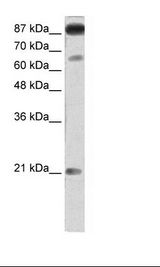 NFATC4 / NFAT3 Antibody - Transfected 293T Cell Lysate.  This image was taken for the unconjugated form of this product. Other forms have not been tested.