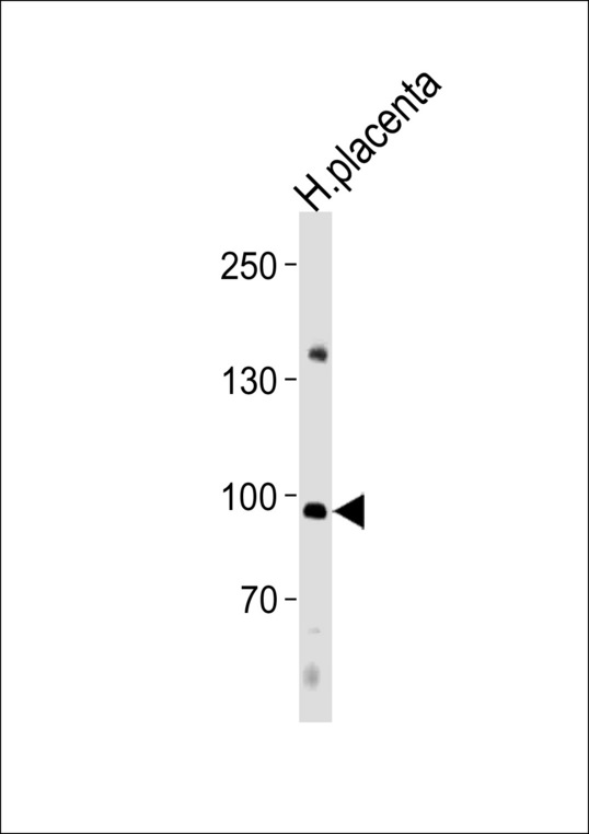 NFATC4 / NFAT3 Antibody - NFATC4 Antibody western blot of human placenta tissue lysates (35 ug/lane). The NFATC4 antibody detected the NFATC4 protein (arrow).