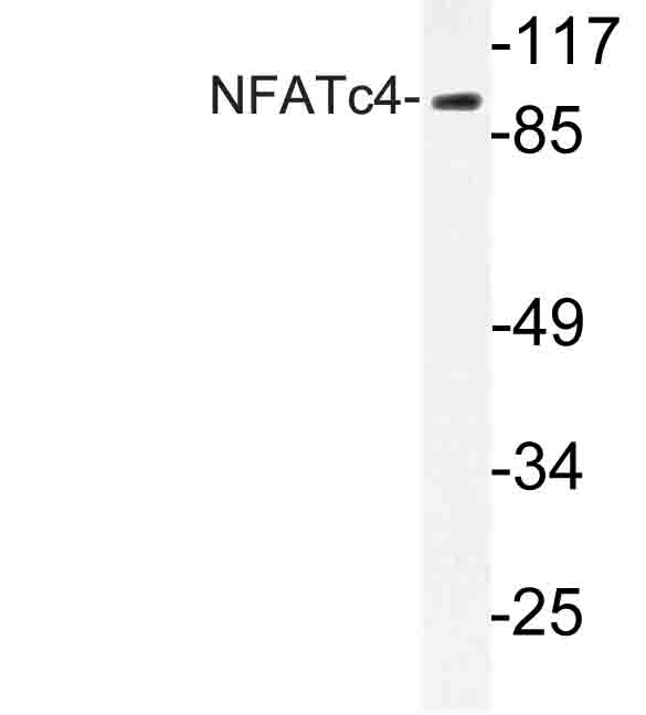 NFATC4 / NFAT3 Antibody - Western blot of NFATc4 (N670) pAb in extracts from 293 cells.