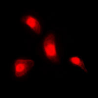 NFATC4 / NFAT3 Antibody - Immunofluorescent analysis of NFAT3 staining in A549 cells. Formalin-fixed cells were permeabilized with 0.1% Triton X-100 in TBS for 5-10 minutes and blocked with 3% BSA-PBS for 30 minutes at room temperature. Cells were probed with the primary antibody in 3% BSA-PBS and incubated overnight at 4 deg C in a humidified chamber. Cells were washed with PBST and incubated with a DyLight 594-conjugated secondary antibody (red) in PBS at room temperature in the dark. DAPI was used to stain the cell nuclei (blue).