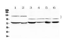 NFATC4 / NFAT3 Antibody - Western blot - Anti-NFATC4 Picoband Antibody