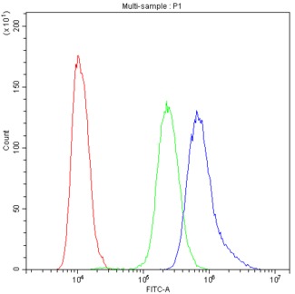 NFATC4 / NFAT3 Antibody - Flow Cytometry analysis of SiHa cells using anti-NFATC4 antibody. Overlay histogram showing SiHa cells stained with anti-NFATC4 antibody (Blue line). The cells were blocked with 10% normal goat serum. And then incubated with rabbit anti-NFATC4 Antibody (1µg/10E6 cells) for 30 min at 20°C. DyLight®488 conjugated goat anti-rabbit IgG (5-10µg/10E6 cells) was used as secondary antibody for 30 minutes at 20°C. Isotype control antibody (Green line) was rabbit IgG (1µg/10E6 cells) used under the same conditions. Unlabelled sample (Red line) was also used as a control.