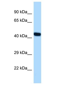 NFE2 / p45 Antibody - NFE2 / p45 antibody Western Blot of Mouse Heart. Antibody dilution: 1 ug/ml.  This image was taken for the unconjugated form of this product. Other forms have not been tested.