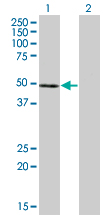 NFE2 / p45 Antibody - Western Blot analysis of NFE2 expression in transfected 293T cell line by NFE2 monoclonal antibody (M01), clone 2C6.Lane 1: NFE2 transfected lysate(41.5 KDa).Lane 2: Non-transfected lysate.