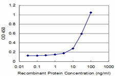 NFE2 / p45 Antibody - Detection limit for recombinant GST tagged NFE2 is approximately 3 ng/ml as a capture antibody.