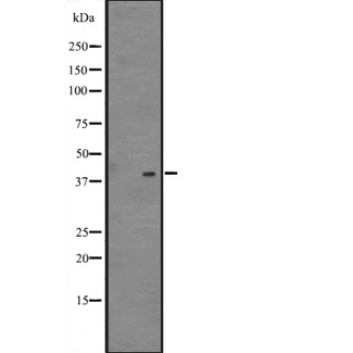 NFE2 / p45 Antibody - Western blot analysis of NFE2 expression in 293T cells lysate. The lane on the left is treated with the antigen-specific peptide.