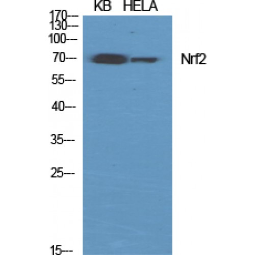 NFE2L2 / NRF2 Antibody - Western blot of Nrf2 antibody