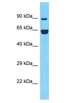 NFE2L2 / NRF2 Antibody - NFE2L2 / NRF2 antibody Western Blot of HT1080. Antibody dilution: 1 ug/ml.  This image was taken for the unconjugated form of this product. Other forms have not been tested.