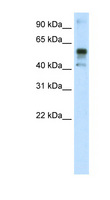 NFE2L2 / NRF2 Antibody - NFE2L2 / NRF2 antibody ARP38745_T100-NP_006155-NFE2L2 (nuclear factor (erythroid-derived 2)-like 2) Antibody Western blot of A172 cell lysate.  This image was taken for the unconjugated form of this product. Other forms have not been tested.