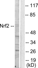NFE2L2 / NRF2 Antibody - Western blot analysis of lysates from HUVEC cells, using Nrf2 Antibody. The lane on the right is blocked with the synthesized peptide.