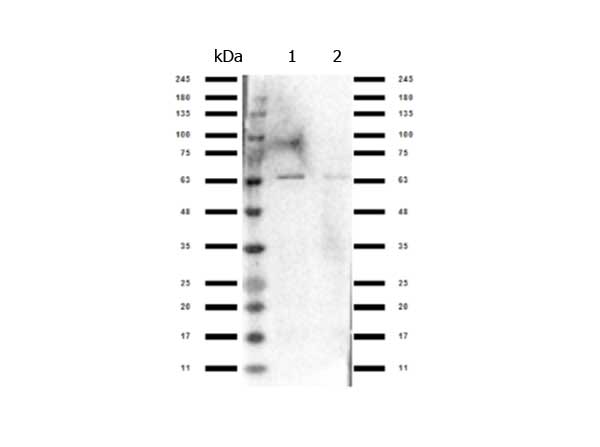 NFE2L2 / NRF2 Antibody - Western Blot of rabbit Anti-Nrf2 antibody. Lane 1: HeLa Nuclear Extract. Lane 2: Jurkat whole cell. Load: 10 µg per lane. Primary antibody: Nrf2 antibody at 1.0 ug/ml for overnight at 4°C. Secondary antibody: Gt-a-Rb HRP secondary antibody at 1:70,000 for 30 min at RT. Block: MB-070 overnight at 4°C. Predicted/Observed size: 63 kDa for Nrf2.