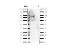 NFE2L2 / NRF2 Antibody - Western Blot of rabbit Anti-Nrf2 antibody. Lane 1: HeLa Nuclear Extract. Lane 2: Jurkat whole cell. Load: 10 µg per lane. Primary antibody: Nrf2 antibody at 1.0 ug/ml for overnight at 4°C. Secondary antibody: Gt-a-Rb HRP secondary antibody at 1:70,000 for 30 min at RT. Block: MB-070 overnight at 4°C. Predicted/Observed size: 63 kDa for Nrf2.