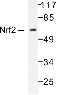 NFE2L2 / NRF2 Antibody - Western blot of Nrf2/NFE2L2 (L593) pAb in extracts from HUVEC cells.