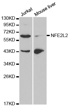 NFE2L2 / NRF2 Antibody - Western blot analysis of extracts of various cell lines, using NFE2L2 antibody.