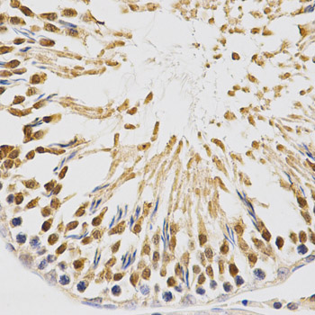 NFE2L2 / NRF2 Antibody - Immunohistochemistry of paraffin-embedded rat testis using NFE2L2 antibody at dilution of 1:200 (x400 lens).