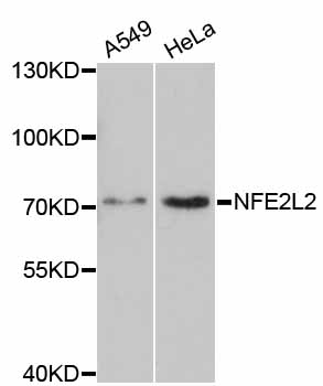 NFE2L2 / NRF2 Antibody - Western blot analysis of extracts of various cell lines.
