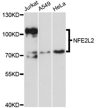 NFE2L2 / NRF2 Antibody - Western blot analysis of extracts of various cell lines, using NFE2L2 antibody at 1:1000 dilution. The secondary antibody used was an HRP Goat Anti-Rabbit IgG (H+L) at 1:10000 dilution. Lysates were loaded 25ug per lane and 3% nonfat dry milk in TBST was used for blocking. An ECL Kit was used for detection and the exposure time was 90s.