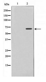 NFE2L2 / NRF2 Antibody - Western blot of HUVEC cell lysate using Nrf2 Antibody