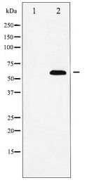 NFE2L2 / NRF2 Antibody - Western blot of Nrf2 expression in HUVEC whole cell lysates,The lane on the left is treated with the antigen-specific peptide.