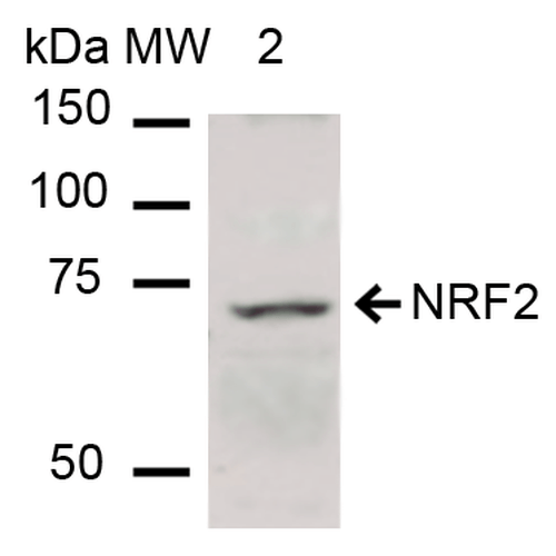 NFE2L2 / NRF2 Antibody - Western blot analysis of Human Cervical cancer cell line (HeLa) lysate showing detection of ~67.8 kDa NRF2 protein using Rabbit Anti-NRF2 Polyclonal Antibody. Lane 1: Molecular Weight Ladder (MW). Lane 2: HeLa cell lysates. Load: 15 µg. Block: 5% Skim Milk in 1X TBST. Primary Antibody: Rabbit Anti-NRF2 Polyclonal Antibody  at 1:1000 for 2 hours at RT. Secondary Antibody: Goat Anti-Rabbit IgG: HRP at 1:2000 for 60 min at RT. Color Development: ECL solution for 6 min in RT. Predicted/Observed Size: ~67.8 kDa.