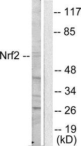 NFE2L2 / NRF2 Antibody - Western blot analysis of extracts from HuvEc cells, using NRF2 antibody.