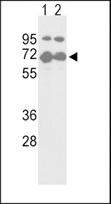 NFE2L2 / NRF2 Antibody - Western blot of NFE2L2-S40 in T47D(lane 1) and 293(lane 2) cell line lysates (35 ug/lane). NFE2L2 (arrow) was detected using the purified antibody.