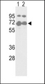 NFE2L2 / NRF2 Antibody - Western blot of NFE2L2-S40 in T47D(lane 1) and 293(lane 2) cell line lysates (35 ug/lane). NFE2L2 (arrow) was detected using the purified antibody.