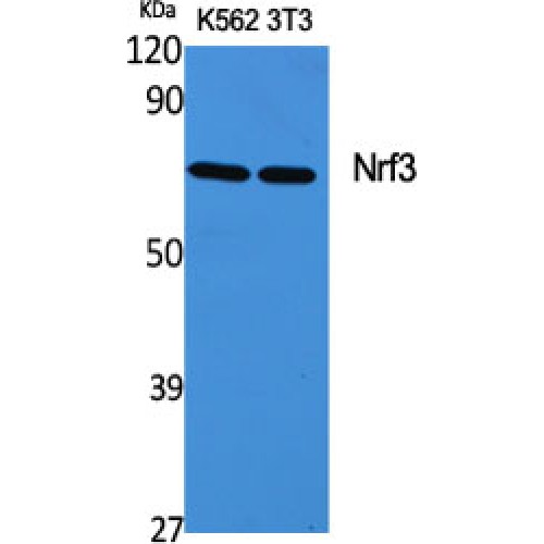 NFE2L3 Antibody - Western blot of Nrf3 antibody