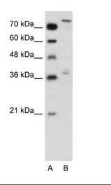 NFE2L3 Antibody - A: Marker, HepG2 Cell Lysate.  This image was taken for the unconjugated form of this product. Other forms have not been tested.
