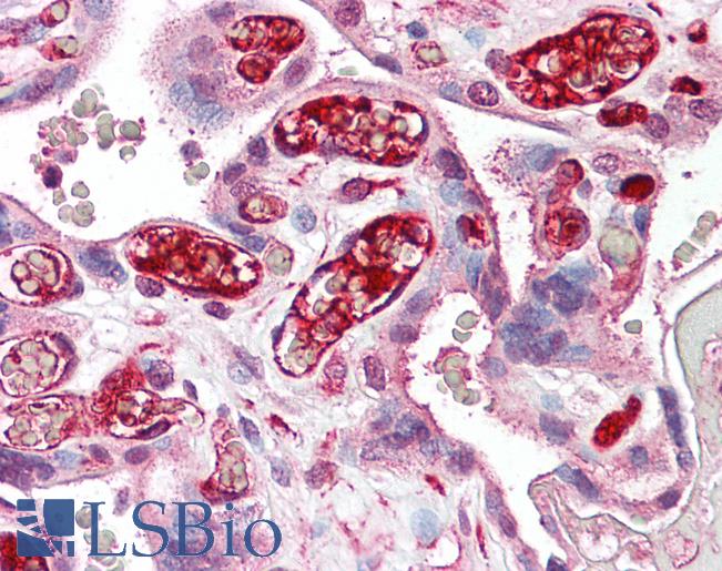 NFE2L3 Antibody - Anti-NFE2L3 antibody IHC of human placenta. Immunohistochemistry of formalin-fixed, paraffin-embedded tissue after heat-induced antigen retrieval. Antibody dilution 2.5-5 ug/ml. This image was taken for the unconjugated form of this product. Other forms have not been tested.