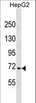 NFE2L3 Antibody - NFE2L3 Antibody western blot of HepG2 cell line lysates (35 ug/lane). The NFE2L3 antibody detected the NFE2L3 protein (arrow).