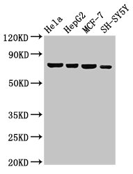 NFE2L3 Antibody - Positive Western Blot detected in Hela whole cell lysate, HepG2 whole cell lysate, MCF-7 whole cell lysate, SH-SY5Y whole cell lysate. All lanes: NFE2L3 antibody at 3 µg/ml Secondary Goat polyclonal to rabbit IgG at 1/50000 dilution. Predicted band size: 77 KDa. Observed band size: 77 KDa