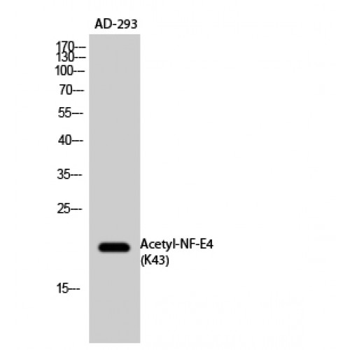 NFE4 / NF-E4 Antibody - Western blot of Acetyl-NF-E4 (K43) antibody