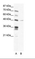 NFI / NFIC Antibody - A: Marker, B: HepG2 Cell Lysate.  This image was taken for the unconjugated form of this product. Other forms have not been tested.