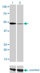 NFI / NFIC Antibody - Western blot of NFIC over-expressed 293 cell line, cotransfected with NFIC Validated Chimera RNAi (Lane 2) or non-transfected control (Lane 1). Blot probed with NFIC monoclonal antibody, clone 1C12-2A2. GAPDH ( 36.1 kD ) used as specific.