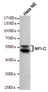 NFI / NFIC Antibody - Western blot detection of NFIC in HeLa NE cell lysates using NFIC mouse monoclonal antibody (1:200 dilution). Predicted band size: 56KDa. Observed band size:56KDa.